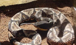 五步蛇咬人视频,紧急救援纪实